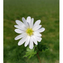 Balkansippa - White Splendour - paket med 8 stycken - Anemone blanda