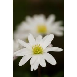 Balkansippa - White Splendour - paket med 8 stycken - Anemone blanda