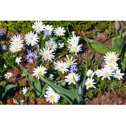 Balkansippa - White Splendour - paket med 8 stycken - Anemone blanda