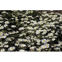 Balkansippa - White Splendour - paket med 8 stycken - Anemone blanda