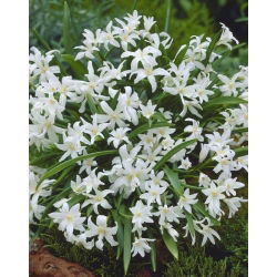 Chionodoxa Luciliae Alba - Glory of Snow Luciliae Alba - 10 bulbs