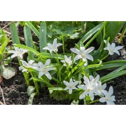 Chionodoxa Luciliae Alba - Glory of Snow Luciliae Alba - 10 bulbs
