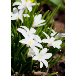 Chionodoxa Luciliae Alba - Glory of Snow Luciliae Alba - 10 bulbs