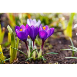 Запис крокусу - 10 цибулин - Crocus Flower Record