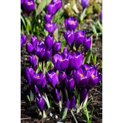 Запис крокусу - 10 цибулин - Crocus Flower Record