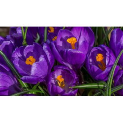 Запис крокусу - 10 цибулин - Crocus Flower Record