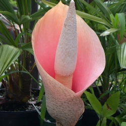 Amorphophallus bulbifer