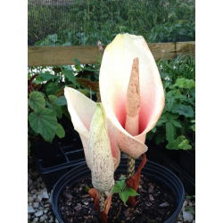 Amorphophallus bulbifer