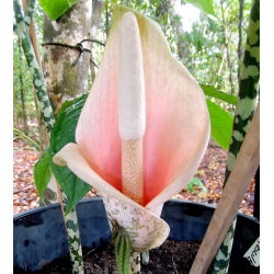 Amorphophallus bulbifer