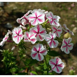 Флокс - Twister - Phlox