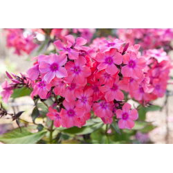 Пхлок Виндсор - булб / тубер / роот - Phlox