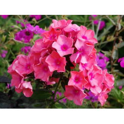 Пхлок Виндсор - булб / тубер / роот - Phlox