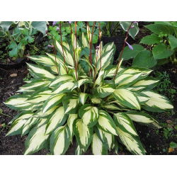 Funkiasläktet - Cherry Berry - Hosta