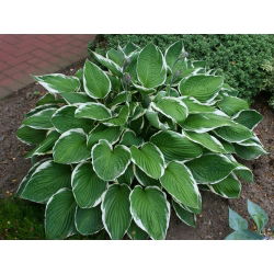 Funkiasläktet - Carol - Hosta
