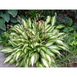 Funkiasläktet - Cherry Berry - Hosta