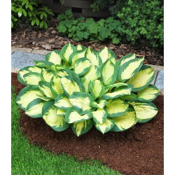 Hosta, muz çiçeği patlamış mısır - ampul / yumru / kök