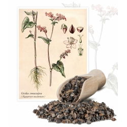Grano saraceno - 1 kg - Fagopyrum esculentum - semi