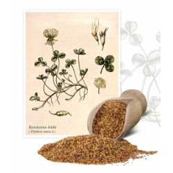 白三叶草“Grasslands Huia” -  1公斤 - Trifolium repens - 種子