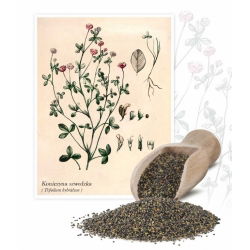 Alsike конюшина "Aurora" - 1 кг - Trifolium hybridum - насіння