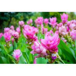 Curcuma, Siam Tulip Rose - цибулина / бульба / корінь - Curcuma Rose