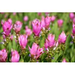 Curcuma, Siam Tulip Rose - цибулина / бульба / корінь - Curcuma Rose