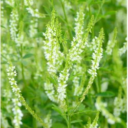 Бохара конюшина - дворічна сорт - 1 кг; - 510000 насіння - Melilotus albus