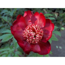 Paeonia, božur Nippon Ljepota - lukovica / gomolj / korijen