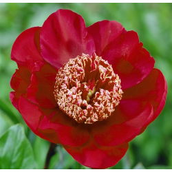 Paeonia, božur Nippon Ljepota - lukovica / gomolj / korijen
