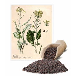 Rapa di colza, mostarda di campo "Brachina" - 1 kg - Brassica rapa L. subsp. Oleifera - semi