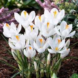 Crocus Jeanne d'Arc - pakend 10 tk