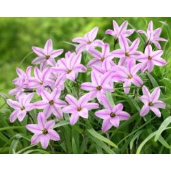 Charlotte Bishop - İlkbahar Yıldızları Charlotte Bishop - 10 Ampüller - Ipheion uniflorum