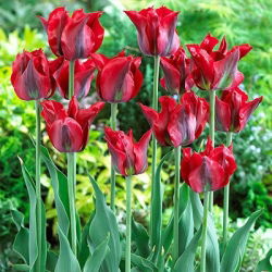 Tulipa Omnyacc - Tulip Omnyacc - 5 bulbi