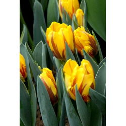 Tulipan Ravana - pakke med 5 stk - Tulipa Ravana