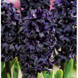 Hiacintas - Dark Dimension - Hyacinthus
