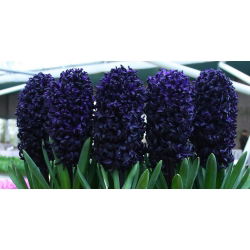 Hiacintas - Dark Dimension - Hyacinthus