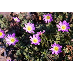 Anemone blanda - Charmer - paquete de 8 piezas