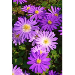 Anemone blanda - Charmer - paquete de 8 piezas