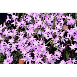 Chionodoxa Rose Queen - Glory of Snow Rose Queen - 10 bulbs