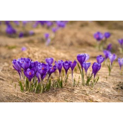 Запис крокусу - 10 цибулин - Crocus Flower Record