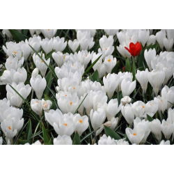 Crocus Jeanne d'Arc - pakend 10 tk