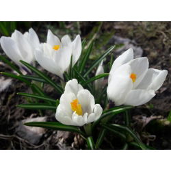 Crocus Jeanne d'Arc - pakend 10 tk