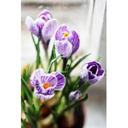 Crocus King of the Striped - pakend 10 tk