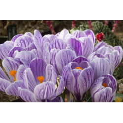 Crocus King of the Striped - pakend 10 tk