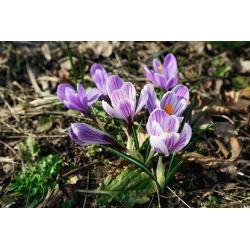 Crocus King of the Striped - pakend 10 tk