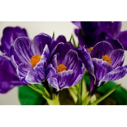 Crocus King of the Striped - pakend 10 tk