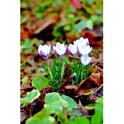 Crocus Prins Claus - 10 bebawang