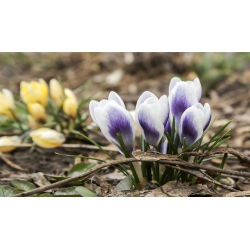 Crocus Prins Claus - 10 bebawang