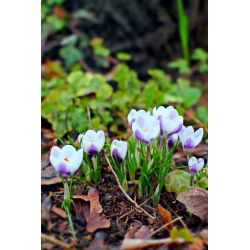 Crocus Prins Claus - 10 bebawang