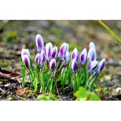 Crocus Prins Claus - 10 bebawang