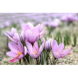 Crocus Sativus - 10 цибулин